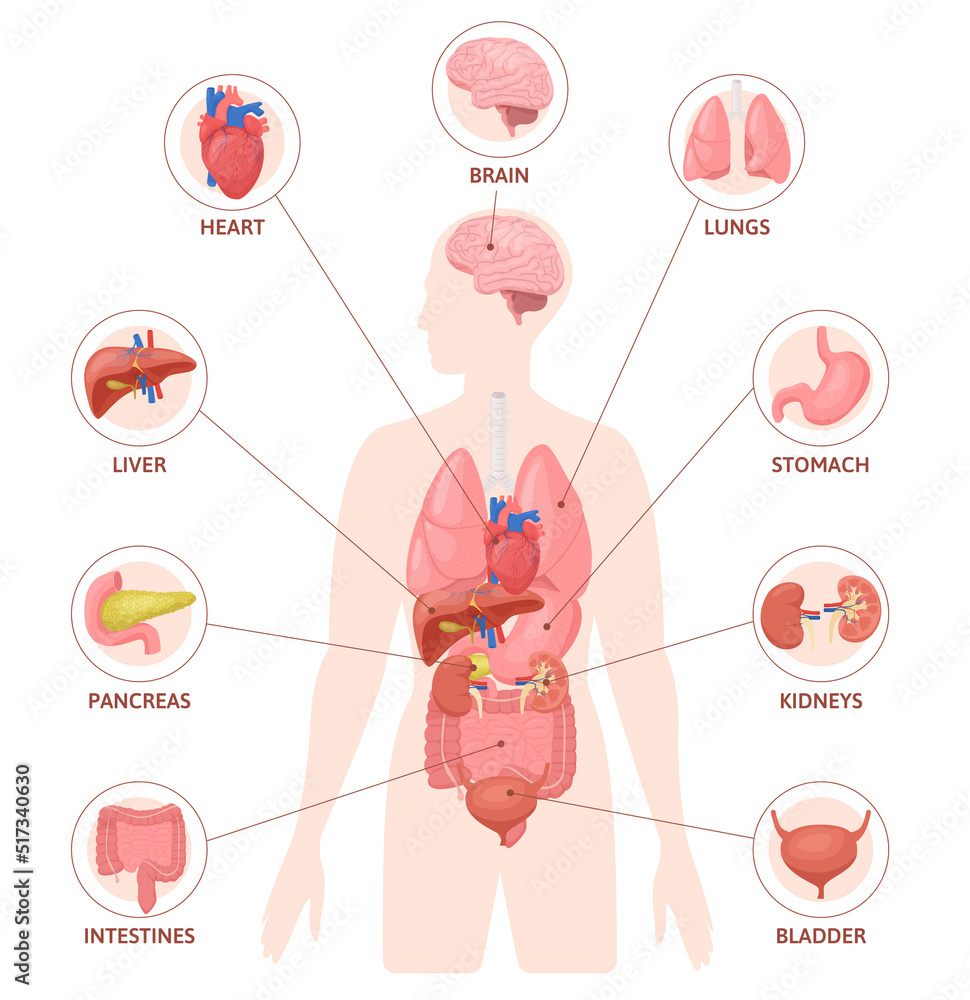 Poster human organs round infographics