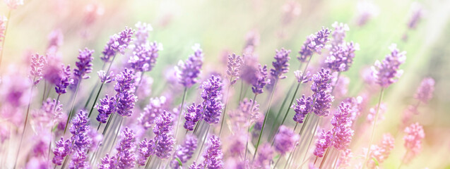 Selective and soft focus on lavender flower, field of lavender lit by sunlight - obrazy, fototapety, plakaty