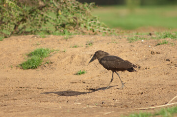 Hamerkop Scopus umbretta on the bank of the Gambia River. Niokolo Koba National Park. Tambacounda. Senegal.