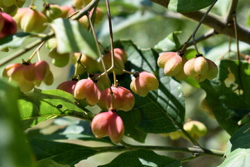 Fiori di mela in mese di maggio.