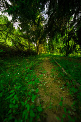 iimages from inside a forest