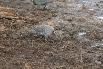 West African guineafowl Numida meleagris galeatus searching for food. Niokolo Koba National Park. Tambacounda. Senegal.