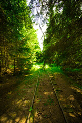 Obraz premium Images from inside a forest