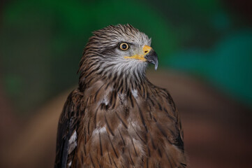 Obraz premium The black kite, Milvus migran, sitting in the zoo enclosure, turned its head to the right and looks attentively straight ahead. Portrait. Close-up.