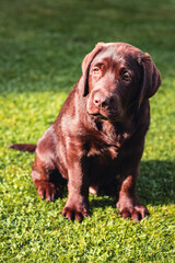 Chocolate labrador retriever puppy sitting on the green grass