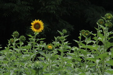 Sunflowers beginning to bloom in late June 2022. Knoxville, TN - obrazy, fototapety, plakaty