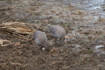West African guineafowl Numida meleagris galeatus searching for food. Niokolo Koba National Park. Tambacounda. Senegal.