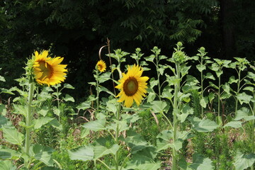 Sunflowers beginning to bloom in late June 2022. Knoxville, TN - obrazy, fototapety, plakaty