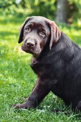 Puppy chocolate labrador retriever sitting in profile on green grass