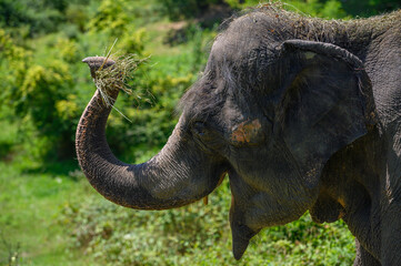 Obraz premium Portrait of an Asian elephant with a bundle of hay in his trunk. Close-up.