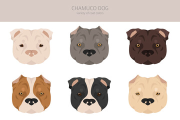 Chamuco dog clipart. Different poses, coat colors set