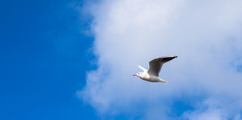 Bird in flight on a blue sky in the Danube Delta