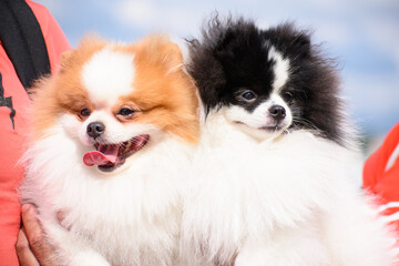 The owner holds a white-red and black-and-white Pomeranian spitz in his arms. Portrait. Close-up.