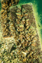 colonies of invasive zebra mussels have populated a freshwater filled quarry called Vobster in the UK 