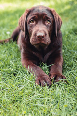 Chocolate labrador retriever puppy resting lying on green grass