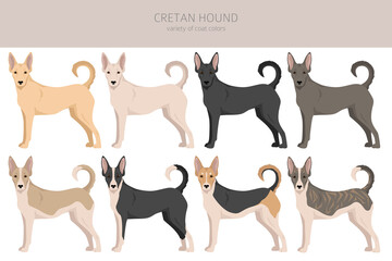 Cretan hound  clipart. Different poses, coat colors set