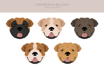 Continental Bulldog clipart. Different poses, coat colors set