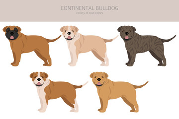 Continental Bulldog clipart. Different poses, coat colors set