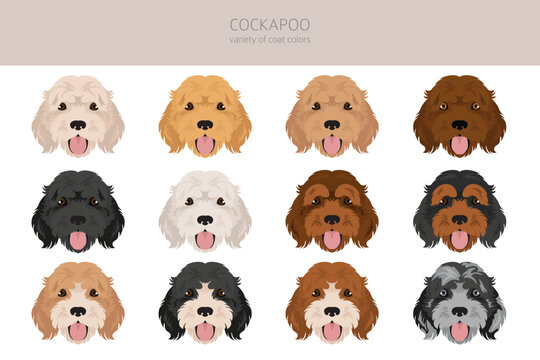 Cockapoo mix breed clipart. Different poses, coat colors set