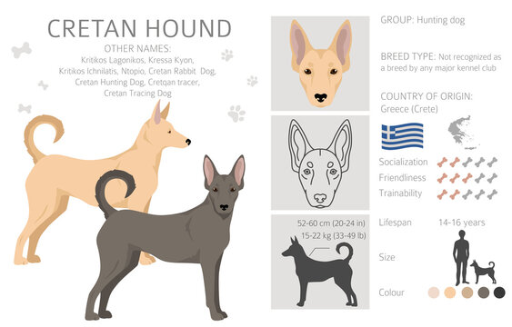 how much do cretan hound puppies cost