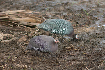 West African guineafowl Numida meleagris galeatus. Niokolo Koba National Park. Tambacounda. Senegal.
