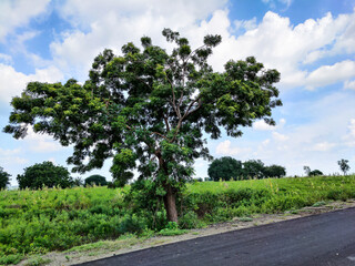 Fototapeta na wymiar Stock photo of scenic rural landscape of India,azadirachta indica or neem or Indian lilac tree nearby empty asphalt connected to village.land cover by green plants and grass, blue sky on background.