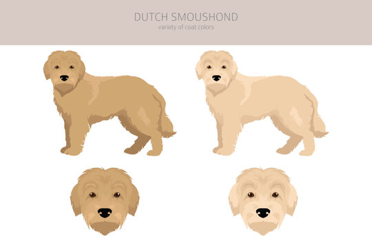 Dutch Smoushond clipart. Different poses, coat colors set