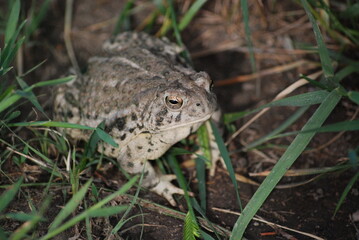 A frog sitting relaxed in the grass