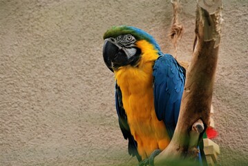 Parrot on his perch at the zoo