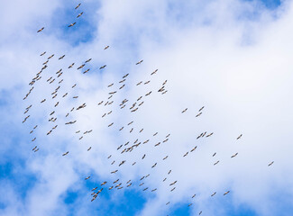 A flock of birds in a blue sky