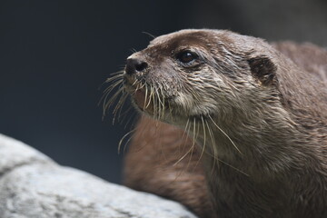 コツメカワウソ
