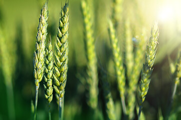 background with summer agricultural field with young green wheat on a sunny day © Людмила Гаврилюк