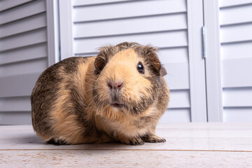 Portrait of a beige guinea pig of the American breed close-up