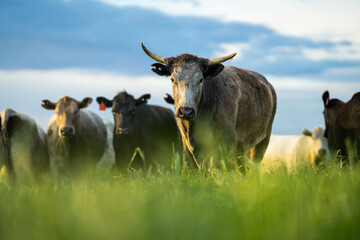 cows in the field, beautiful cattle in Australia eating grass and hay. Cow in a field, bull with...