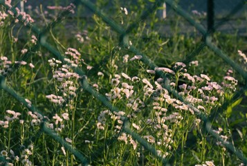 フェンスの向こう、朝日が当たる
