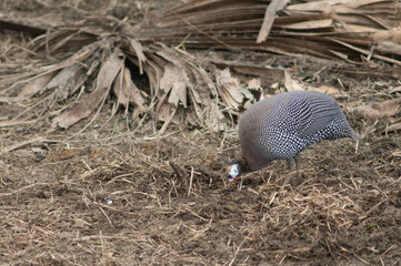 West African guineafowl Numida meleagris galeatus searching for food. Niokolo Koba National Park. Tambacounda. Senegal.