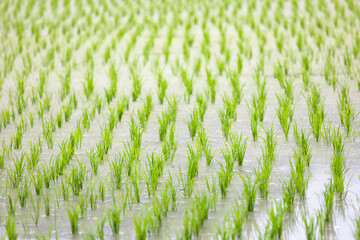 田植え　苗の植え付け