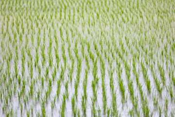 田植え　苗の植え付け