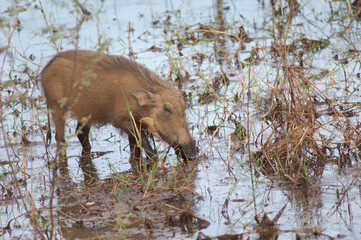 Nolan warthog Phacochoerus africanus africanus eating. Niokolo Koba National Park. Tambacounda. Senegal.