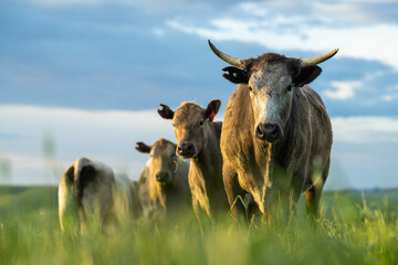 Beef cattle and cows in Australia, cow in a field, grazing on pasture and eating grass, cows with...