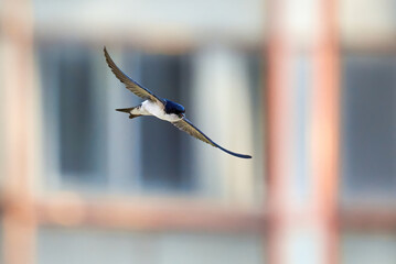 Common house martin bird in flight in the city (Delichon urbicum)