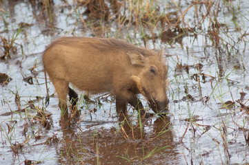 Nolan warthog Phacochoerus africanus africanus searching for food. Niokolo Koba National Park. Tambacounda. Senegal.