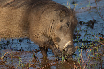 Nolan warthog Phacochoerus africanus africanus searching for food. Niokolo Koba National Park. Tambacounda. Senegal.