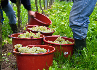 Weinberge Reben Freiburg
