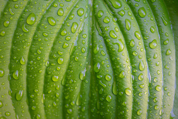 Green plant leaf with water drops after rain close-up