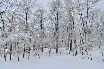The glittering winter snowfall is beautiful