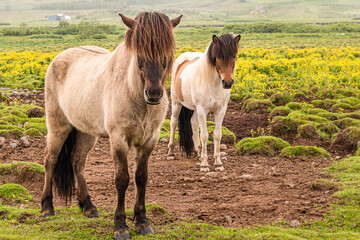 A pair of beautiful brown horse on the green field in Iceland