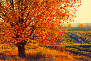 Autumn tree in the field at sunset
