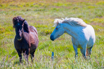The Icelandic horse is a breed of horse developed - Iceland