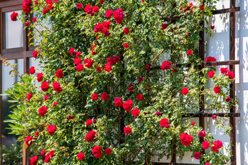 Leuchtend rote Kletterrosen blühen in der Sonne an einem Wandspalier